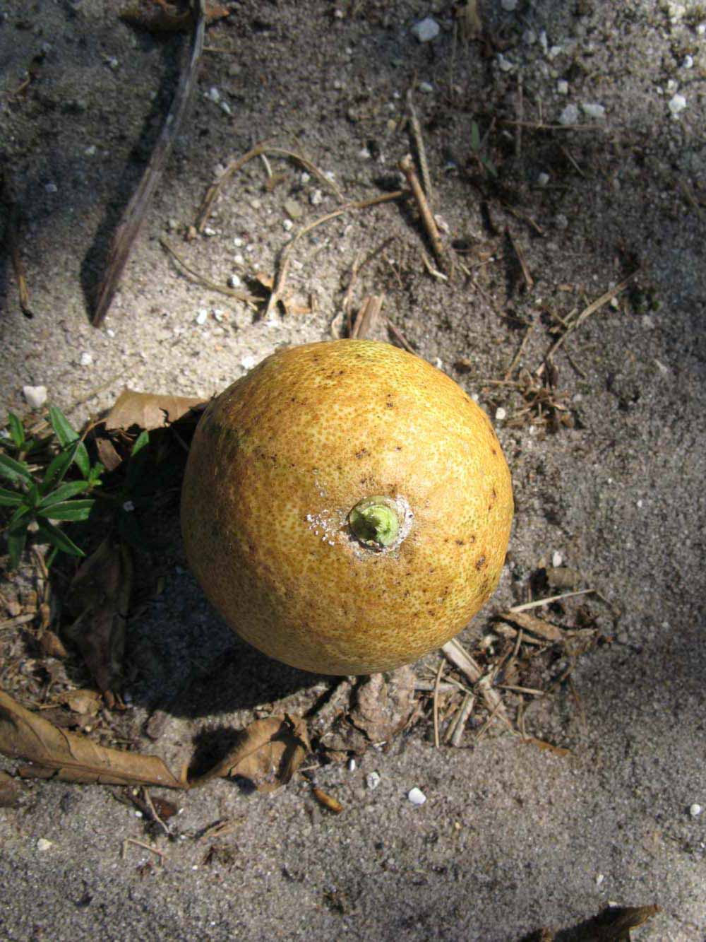            Fruit (Pink Variegated, Winter Haven, FL)   